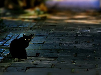 Черный кот на дороге
